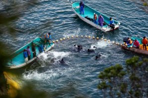 Uma campanha contra o massacre de golfinhos no Japão - assina a petição!