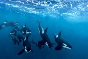 GRUPO DE 20 ORCAS AVISTADAS AO LARGO DAS BERLENGAS - PENICHE