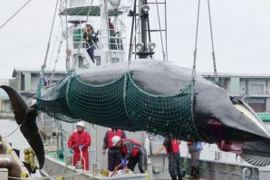 Japão vai retomar pesca comercial de baleias em 2019