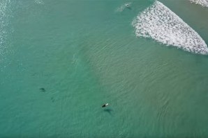 VÍDEO MOSTRA SURFISTAS E TUBARÕES A COEXISTIREM NUM PICO DA FLORIDA