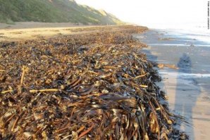 Milhares de criaturas marinhas mortas foram misteriosamente dar à costa de Inglaterra