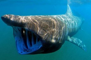 Tubarão Frade é um peixe filtrador que pode atingir até 12 metros de comprimento