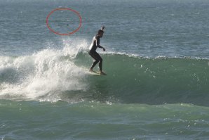 A foto em discussão. Ao observarem a onda de Sebastião Maia descobrem duas barbatanas bem visiveis lá atrás. Click por Rui Sá