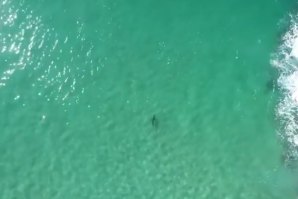 AUSTRALIANO USA DRONE PARA PREVENIR ATAQUES DE TUBARÃO A SURFISTAS
