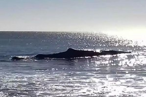 Baleia salva após encalhar em praia algarvia