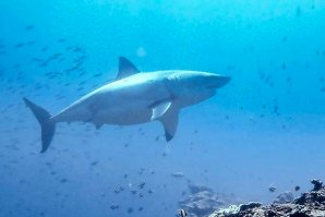 O tubarão avistado a 20 de Setembro em Bali tinha cerca de 5 metros de comprimento.