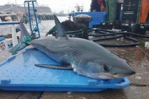 O tubarão capturado no passado domingo que tem vindo a conquistar todas as atenções.
