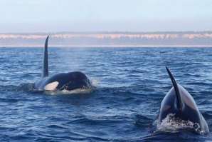 As orcas preferem as águas mais frias do Pacífico, mas também cruzam o Atlântico.
