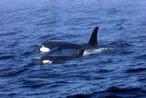 Orca faz luto durante 17 dias