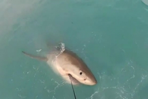 LOCATING SHARKS WITH TWITTER
