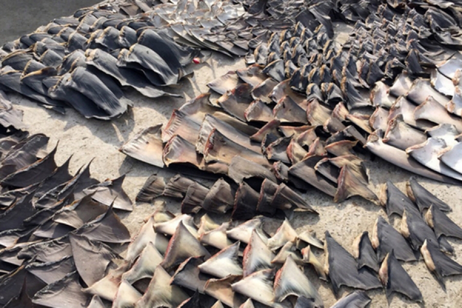 200,000 shark fins seized in Ecuador