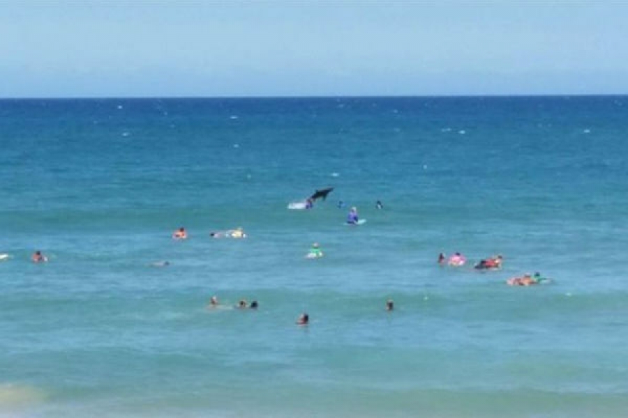 SHARK PULLS OUT A PHOTOBOMB DURING A CONTEST IN NSW