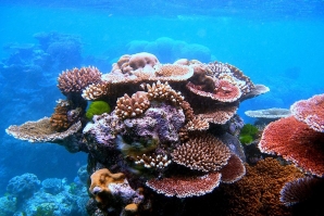What would happen if all corals on planet Earth died?