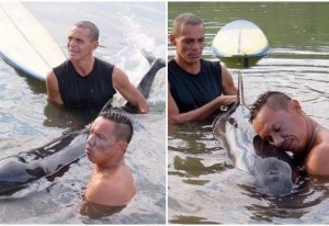 Surfistas salvam baleia bebé