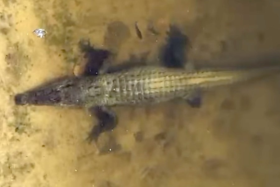 Crocodilo de grandes dimensões avistado nas Mentawai levanta alerta entre surfistas