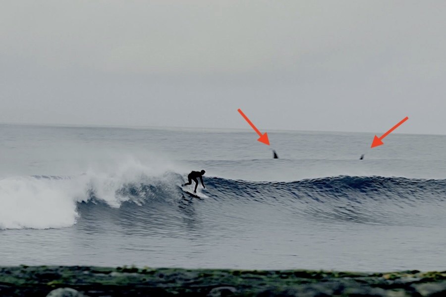 Sessão de Surf com orcas ! E tu ficarias no pico?