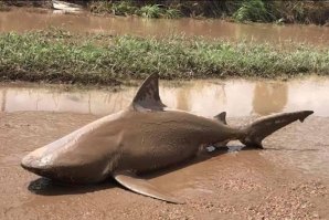 Ciclone na Austrália atira tubarão para a estrada