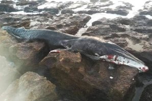 Baleia bebé encontrada morta em são Pedro do Estoril