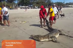 Crocodilo com quase 3 metros capturado numa praia de Bali