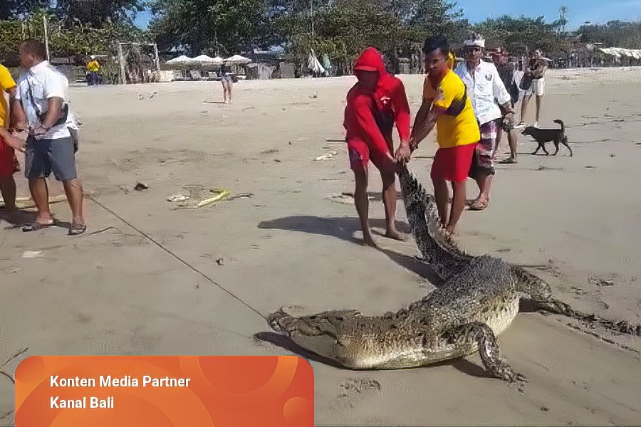 Crocodilo com quase 3 metros capturado numa praia de Bali