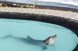 Petição para libertar golfinhos em Bali já vai em 330 mil assinaturas