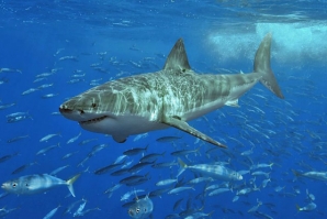 AUSTRALIANOS LUTAM CONTRA A CHACINA DE TUBARÕES