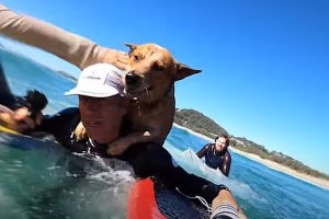 C&Atilde;O SALVO DURANTE UMA SESS&Atilde;O DE SURF - NA AUSTR&Aacute;LIA