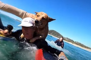 CÃO SALVO DURANTE UMA SESSÃO DE SURF - NA AUSTRÁLIA