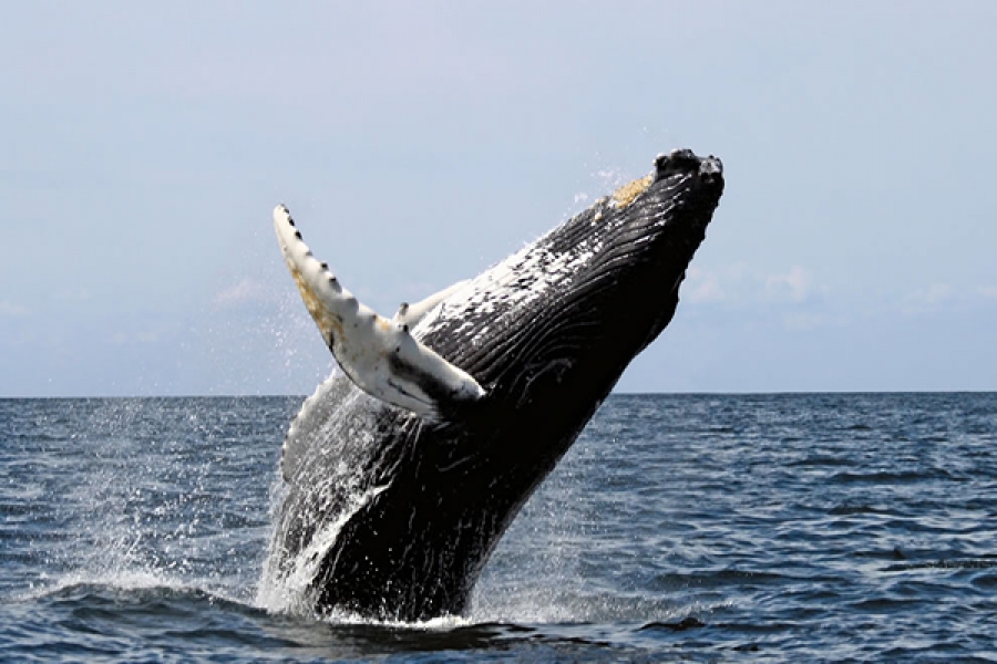 As baleias estão a ser afectadas pela intensidade das explosões.