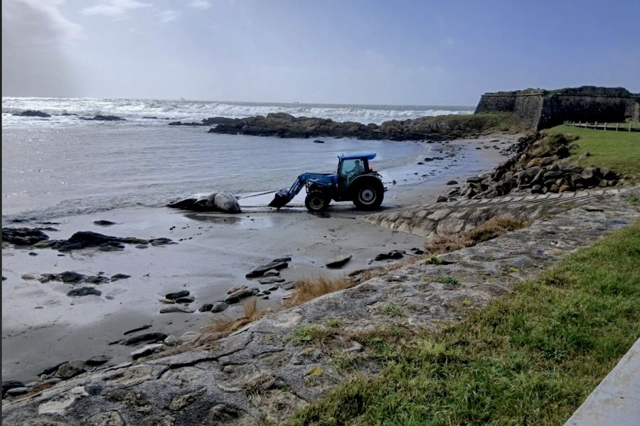 O que se sabe sobre a orca que deu à costa em Viana do Castelo?