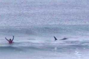 O inesperado acontece quando duas orcas invadem a zona de competição