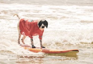 Surf Canino regressa a Carcavelos este sábado com entrada gratuita