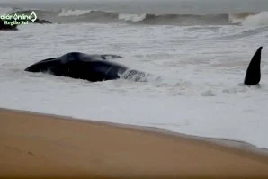 BALEIA DE 12 METROS DE COMPRIMENTO MORRE NA PRAIA DE QUARTEIRA