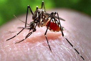 A fêmea do mosquita Aedes é a resºpnsável pela transmissão do vírus da Dengue