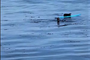 Uma lontra-marinha grávida desafiou um surfista para ficar com a sua prancha