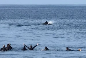 Golfinhos entram no lineup e partilham o surf na Ericeira