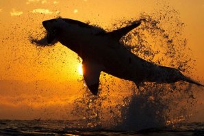 Desta vez coube a Kelly Slater avistar um tubarão-branco nas águas californianas.