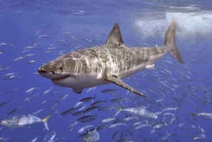 Surfista australiano em condição crítica depois do ataque de um tubarão branco