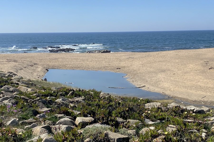 Aquecimento do mar aumenta risco de bactérias nas zonas costeiras Portuguesas
