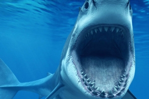 2015 voltou a registar mais ataques de tubarão.