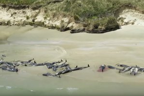 145 baleias-piloto mortas numa praia neozelandesa