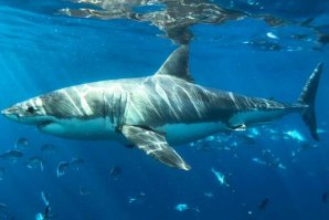 CIENTISTAS TESTAM EFICÁCIA DE TECIDOS RESISTENTES A MORDIDAS DE TUBARÃO