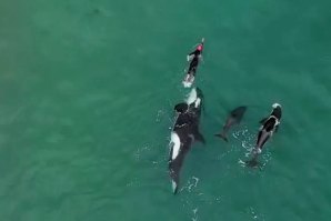 Mulher desafia a vida ao nadar com orcas