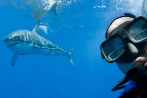 ‘Selfies’ matam duas vezes mais do que os tubarões