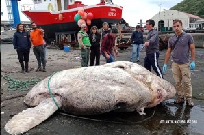 O espécime de Peixe Lua foi o mais pesado encontrado em todos os tempos, desde que há registos.