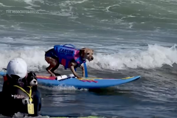 Cães também surfam: campeonato mundial leva dezenas de “surfistas de quatro patas” às ondas da Califórnia