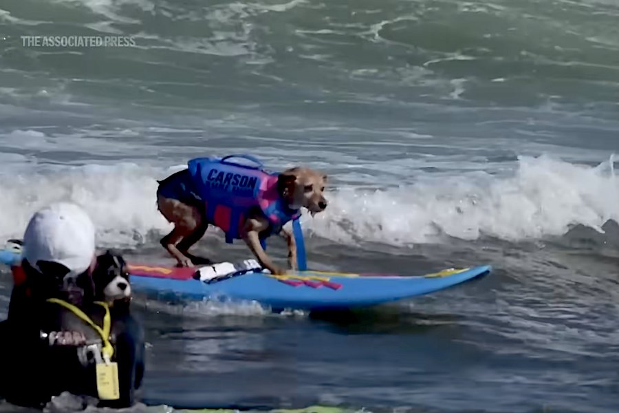 Cães também surfam: campeonato mundial leva dezenas de “surfistas de quatro patas” às ondas da Califórnia