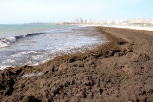 Praia da Rocha no Algarve sofre invasão de algas