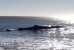 Baleia salva após encalhar em praia algarvia