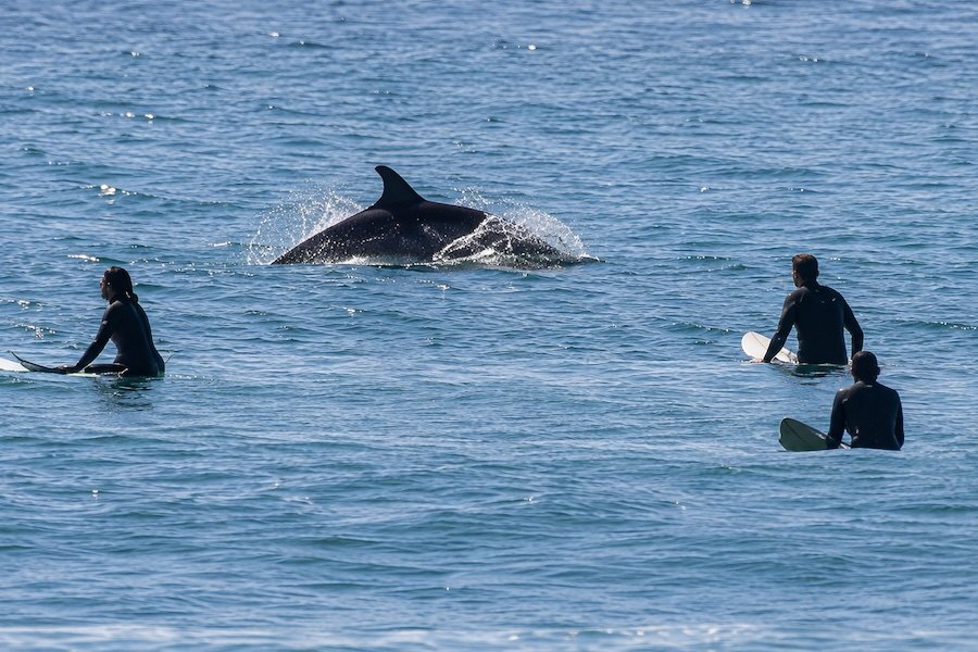 Golfinhos surpreendem surfistas dentro de água em Moledo